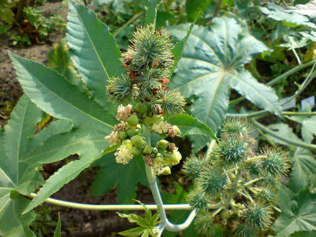 Ricinus communis