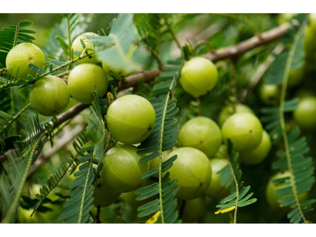 Amla