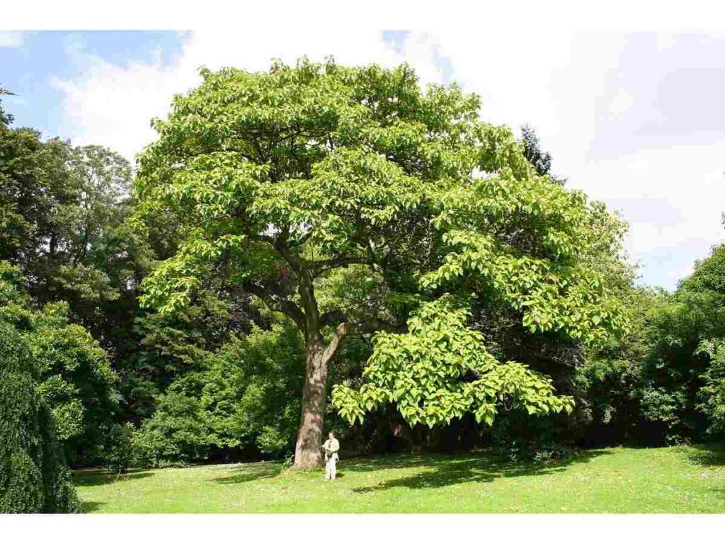 Terminalia Arjuna