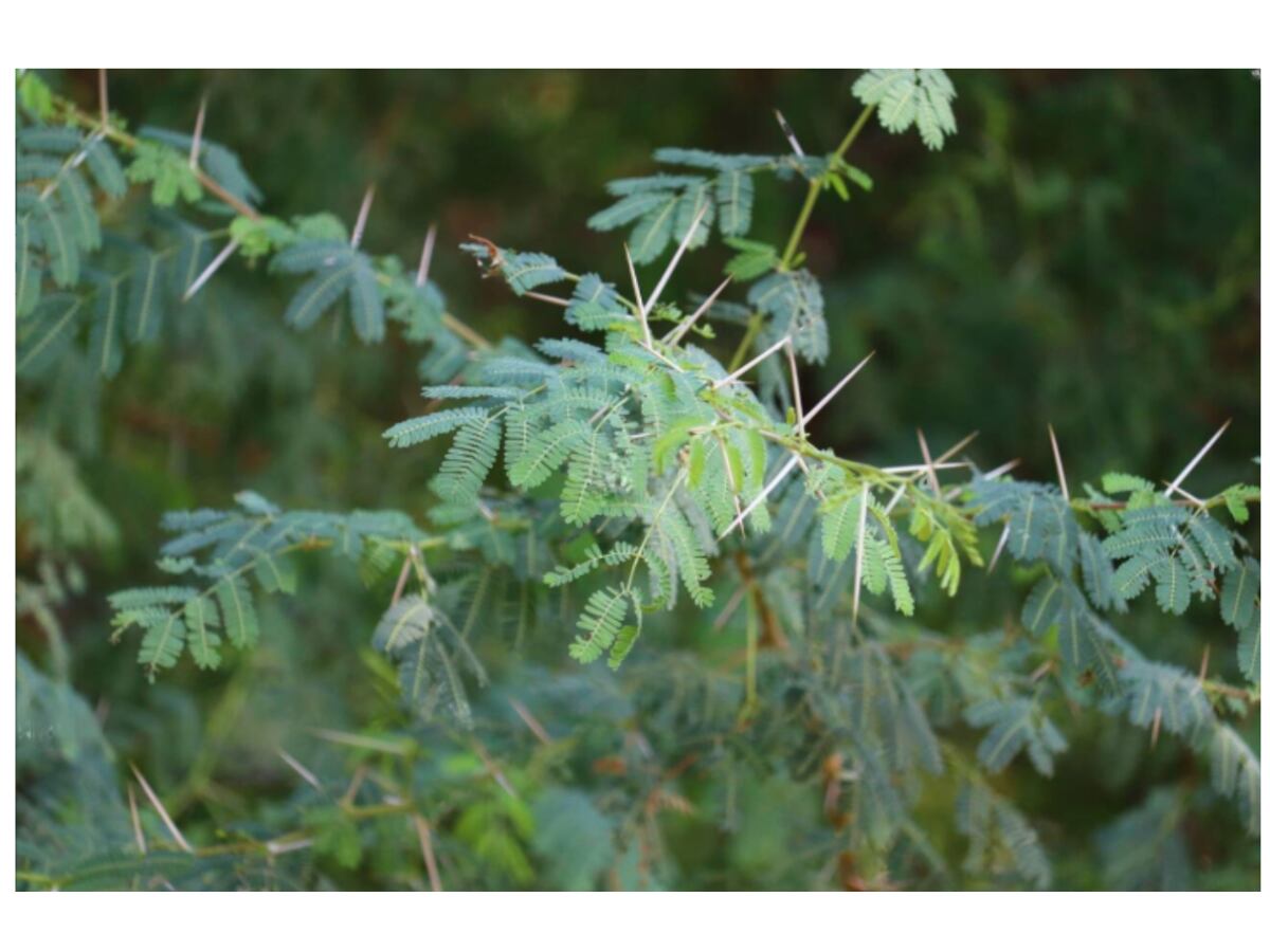 Acacia Senegal