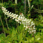 Black Cohosh Tea