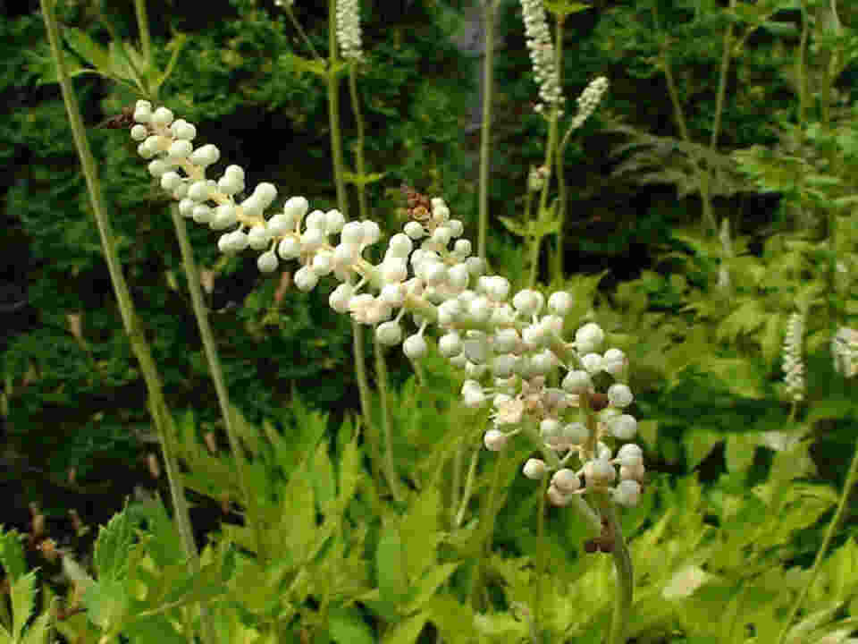 Black Cohosh Tea