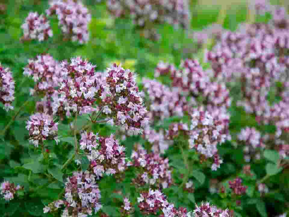 Italian Oregano