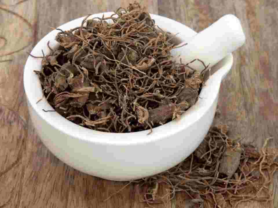 Black Cohosh Tea