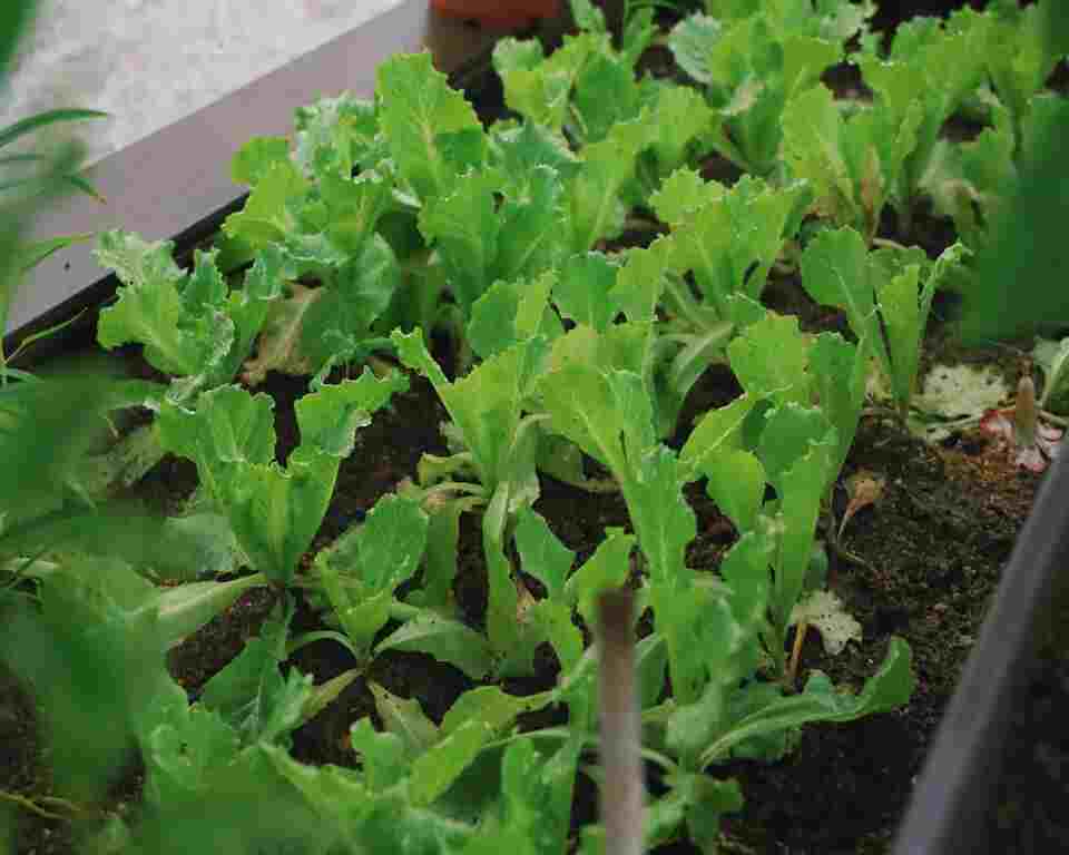 Arugula Seeds